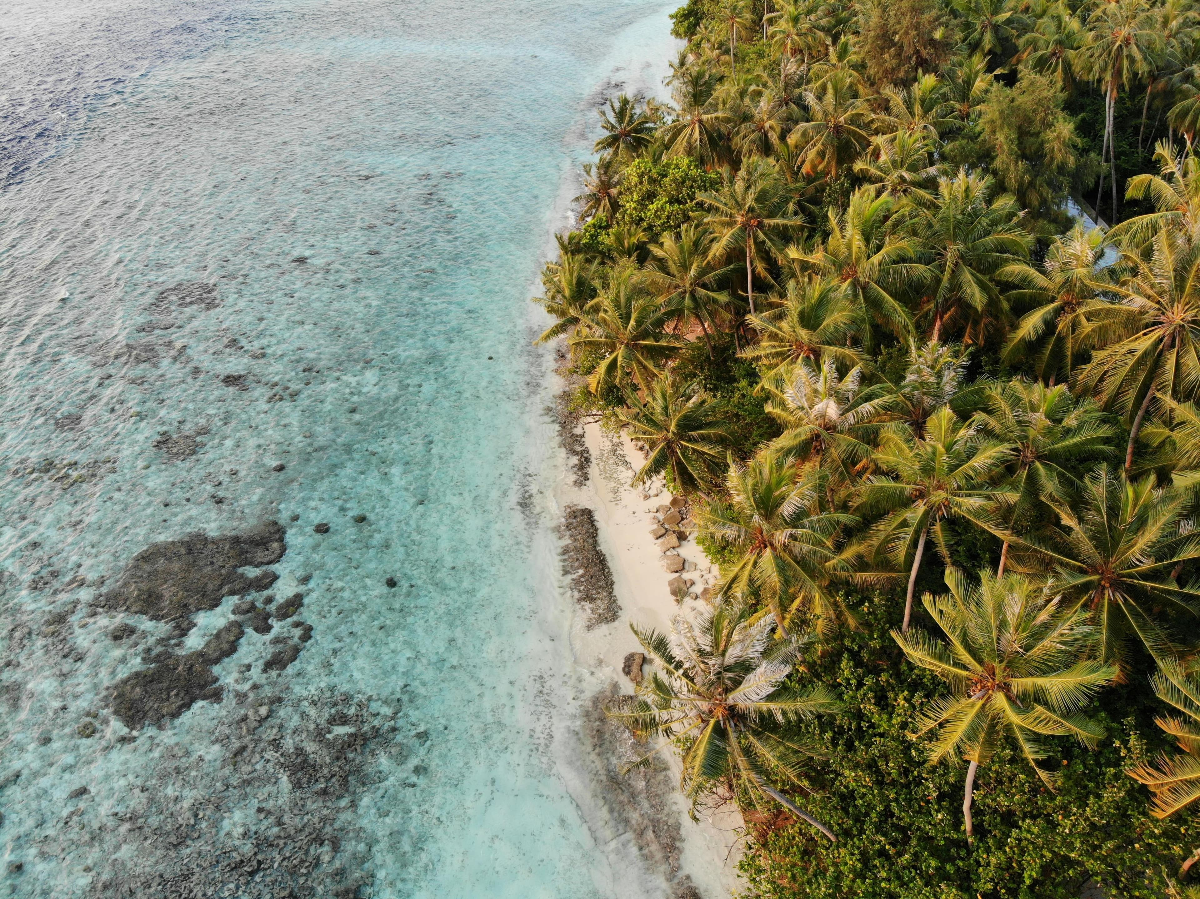 Stunning aerial view of a tropical beach with palm trees in the Maldives